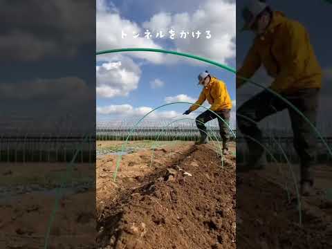 2024 年のジャガイモの植え付け時期は?成功のためのすべてのアドバイス  庭園