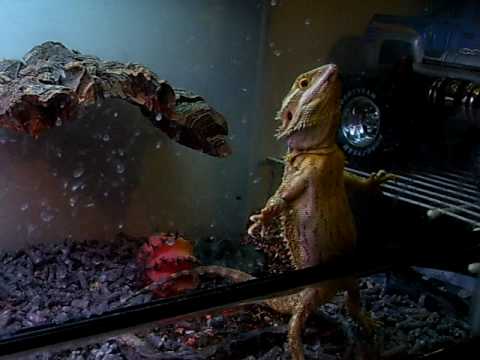 A Very Retarded Lizard