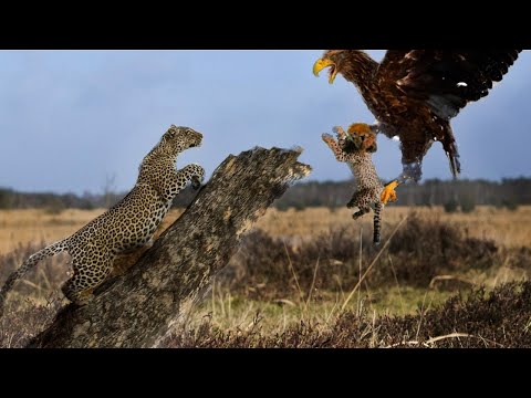 Leopardo Destruye a Águila Real Para Salvar A Su Cría - Poder Felino - Chita León Jaguar Leopardo.