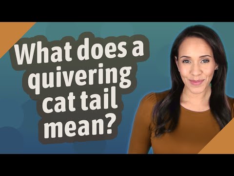 What does a quivering cat tail mean?