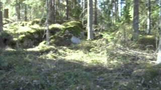 preview picture of video 'Kalhygge Storfors Vargskogen 00-  Som skogen såg ut före avverkning.AVI'