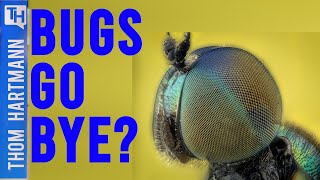 Will The Human Race Vanish When The Insects Do? (w/ Mute Schimpf)