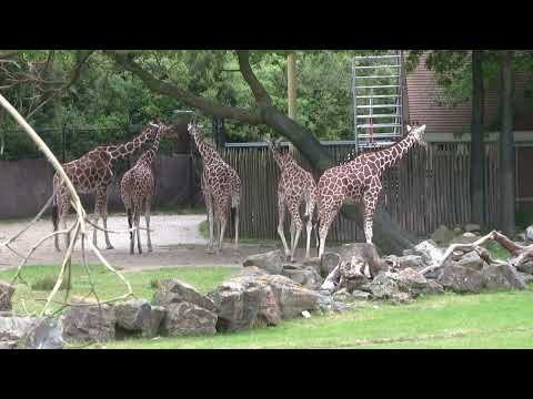 Diergaarde Blijdorp Zoo Rotterdam
