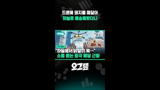 드론에 돼지를 매달아 하늘로 배송해봤더니 / 비디오머그 #shorts