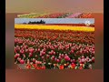 ROY S HOME STUDIO 403 Deewana Main Tera Deewana FILM ENGLISH BABU DESI MEM