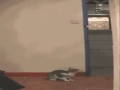 Cat Catches Bat