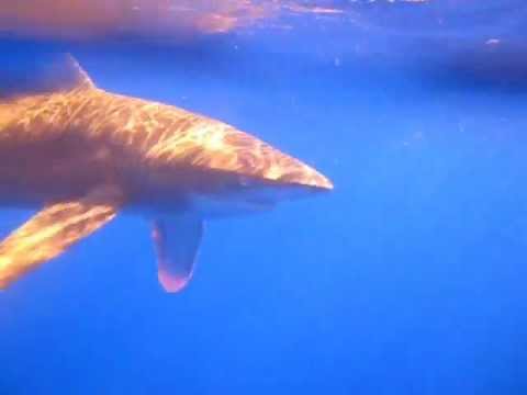 Dive Egypt - Longimanus (Oceanic White Tip) close encounter