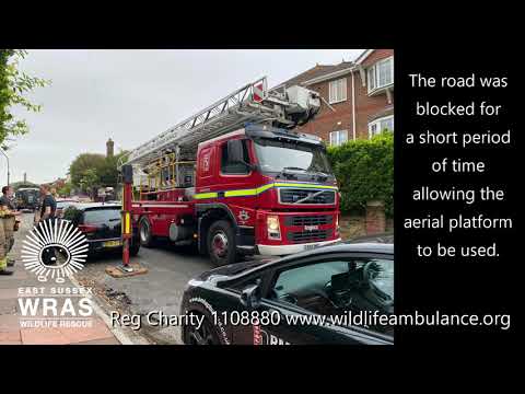 Fire Service Gull Rescue Eastbourne 17th June 2021