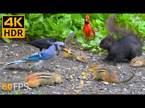 Cat TV for Cats to Watch 😺🐦 Crazy Birds, Chipmunks and Squirrels 🐿 Cat Games 4K HDR