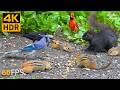 Cat TV For Cats To Watch Crazy Birds Chipmunks And Squirrels Cat Games 4K HDR