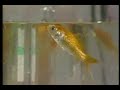 Classic Sesame Street Ernie And Bert Watches The Goldfishes Full Version HQ 1979
