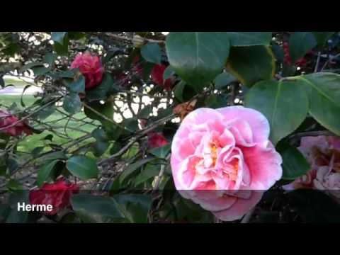 Flower Garden In Sacramento Discover The Best Events