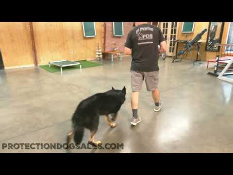 Happy Workaholic "Franco" Showing Off His Tricks