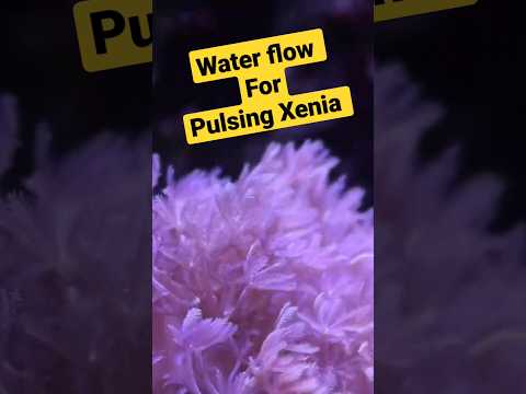 How to Keep Pulsing Xenia in a Reef Tank for beginners. Coral Care Tips. #shorts