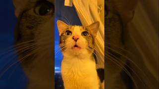 #cat #cute #catvideo #cutecat #funnyvideo #funny