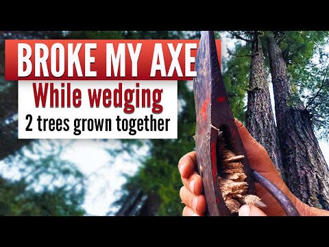 Broke my axe wedging 2 trees grown together | Bucking tips on steep ground