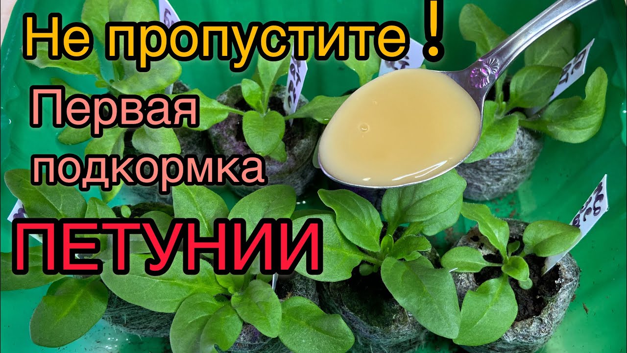 Главная подкормка петунии для мощных корней!
