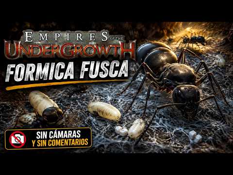 EMPIRES OF THE UNDERGROWTH Empezamos Campaña: Formica Fusca #1