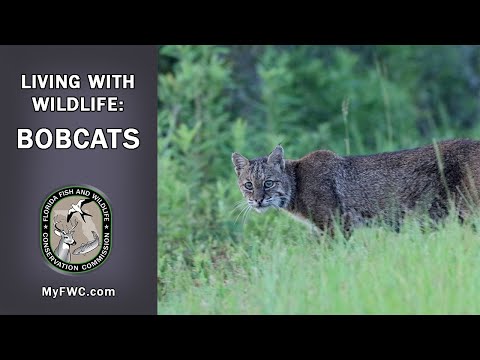 Living with Wildlife: Bobcats