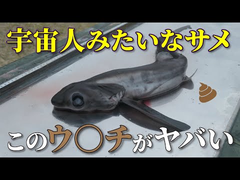 オナガザメについて詳しく解説