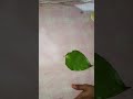 உங்களுக்கு மூச்சுப்பிடிப்பு உள்ளதா �