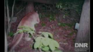 preview picture of video 'Mountain Lion spotted in Green County'