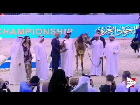 1ST-N.174 AJ AZZAM - Dubai 2016 - Colts Championship (Class 21)