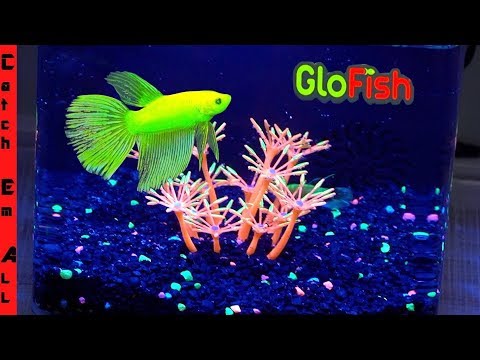 BETTA GLO-FISH AQUARIUM! **Full Diy Review and TANK BUILD**