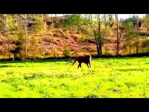 2 year stallion Untouchable-  Cassini II