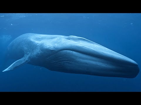 Blue Whale - The Largest Animal in the World / Documentary