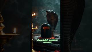Download lagu சிவராத்திரி எதற்காக கொண்டாடப்படுகிறது? | சிவராத்திரி வரலாறு #shiva #shivaratri #shivetemple mp3