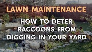 How to Deter Raccoons From Digging in Your Yard