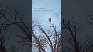 Download lagu The endangered bird, black-winged myna | Suara jalak putih/ jalak blambangan Taman Nasional Baluran mp3