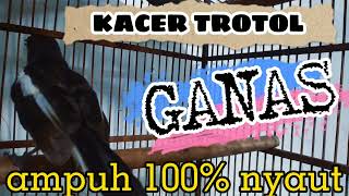 Download lagu kacer trotol ganas gacor pas buat pancingan kacer trotol 100% nyaut mp3
