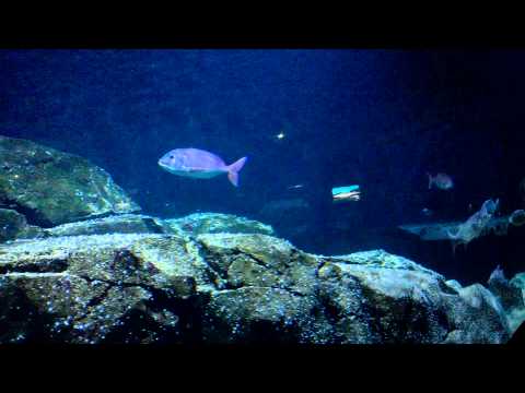 Oceanium Diergaarde Blijdorp (video 1)