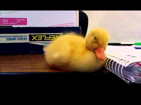 Baby Ducks Make for Poor Students!