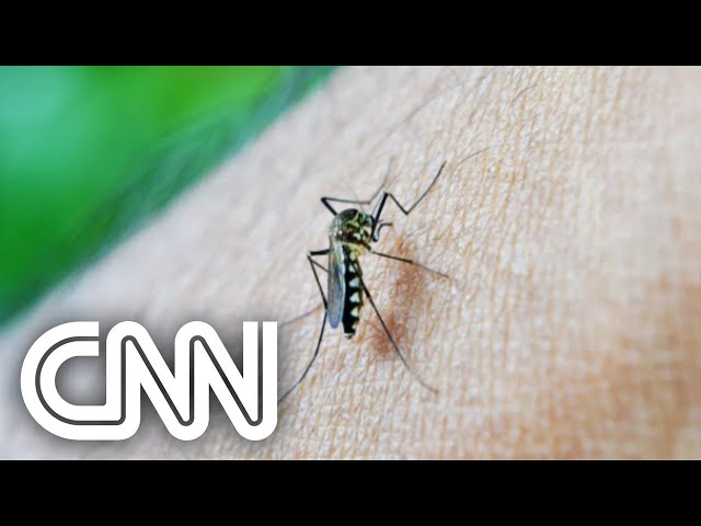 Estudante descobre nova forma de combater mosquito da dengue | CNN PRIMETIME