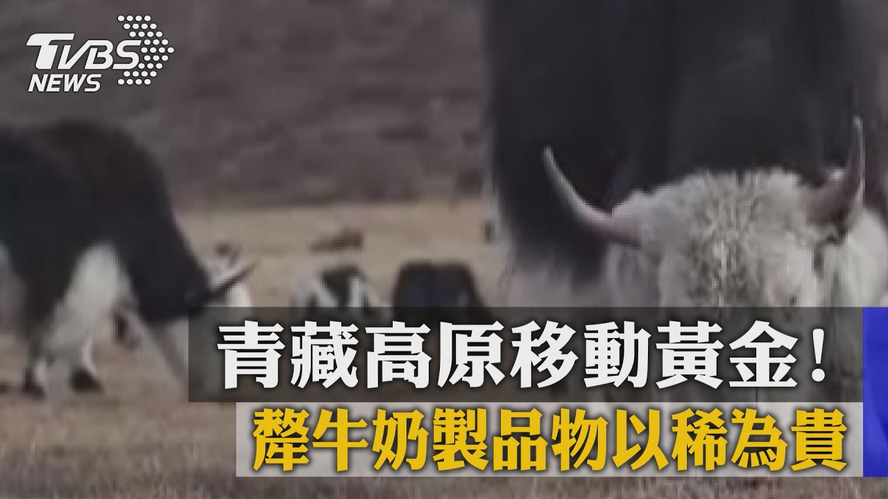 青藏高原移動黃金! 犛牛奶製品物以稀為貴