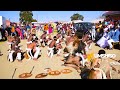 Learn The Indlamu Dance Traditional Zulu Dance Tutorial