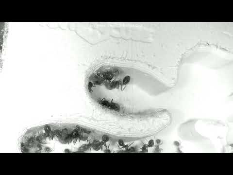 Ants at Work (Nest)