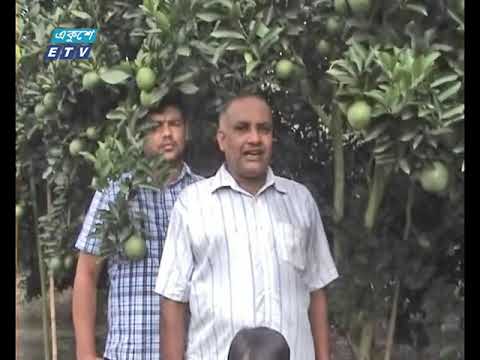 চট্টগ্রামের ফটিকছড়িতে মাল্টা চাষ