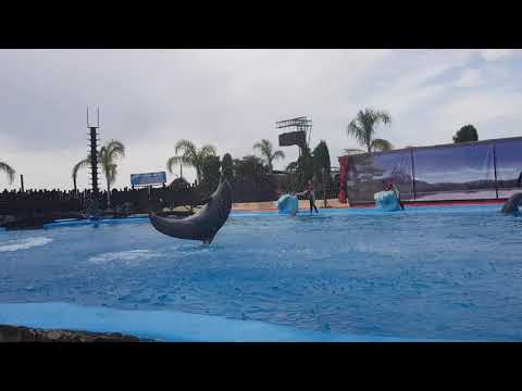 Dolphin splash show at Mundomar Benidorm