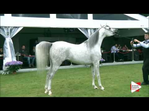 N.50 LEONORA DHP - Bruges 2016 - Mares 4/6 years old - National (Class 6)