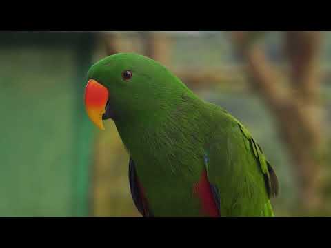 Parrot Heaven | Lite Music | MMA Musics | Mehroz Ali | Subscribe, Like & Share.