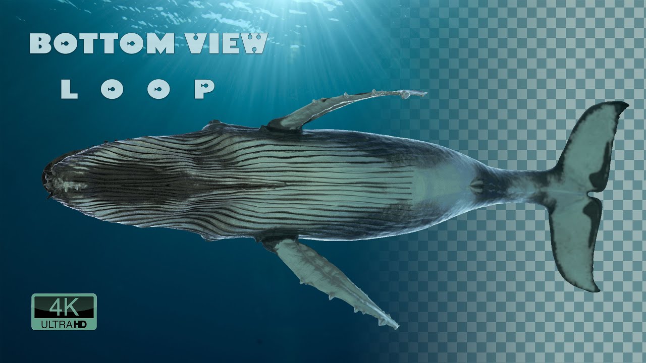 Whale Swimming Bottomview