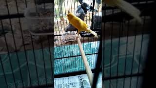 Download lagu Kenari Samba mp3 Download lagu Kenari Samba mp3