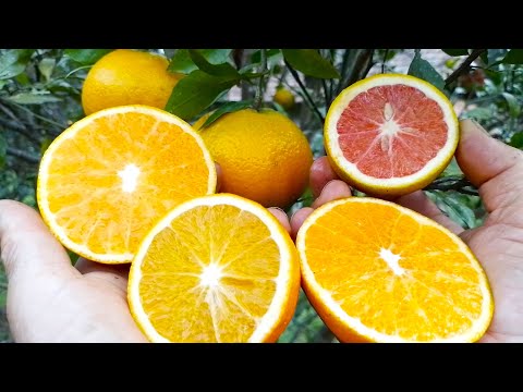 Melhores tipos de laranja para se plantar - pomar orgânico