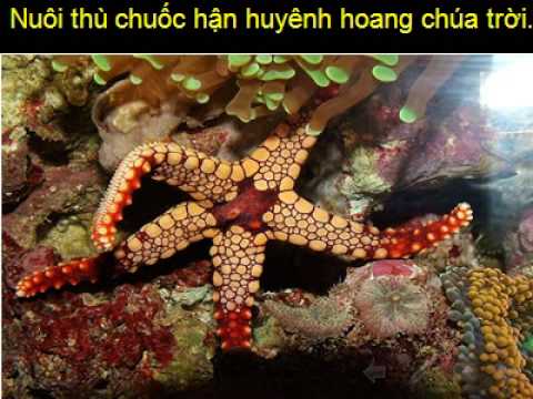 Thể hiện bởi Dương Thái Dũng