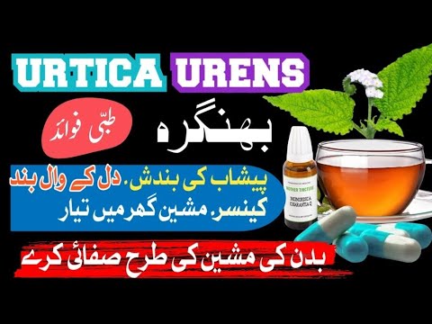 Urtica urensبھنگرہ heliotrop heliotropium inficum heliotropium europaeum