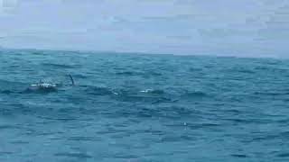 preview picture of video 'دلفین های جزیره هنگام'